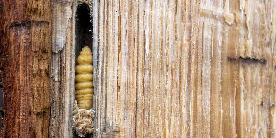 Holzwurm bekämpfen & erkennen VELUX Magazin